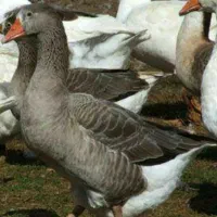 فروش غاز بالغ