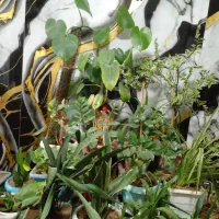 گل های گلدون با استند|گل و گیاه طبیعی|کرج, گلدشت|دیوار