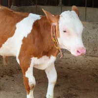 فروش گوساله جنس|حیوانات مزرعه|بندر ترکمن, |دیوار