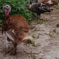 بوقلمون جوان ۳۸۰۰میلیون دونه ای