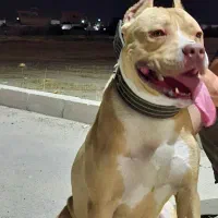 سگ پیتبول نر یکساله