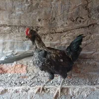 خروس گلین مشکی