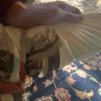 کبوتر ساتن|پرنده|شاهینشهر, گزبرخوار|دیوار