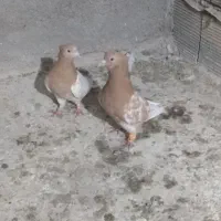 کبوتر|پرنده|جغتای, |دیوار