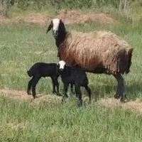 فـ.ـروش گوسفند دوقلوزا شال ۲/۳ بره زاارسـال میگردد