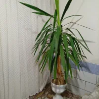 گل زیبا و سرحال با گلدان بزرگ