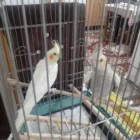 طوطی عروس|پرنده|آستانه اشرفیه, |دیوار