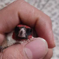 سهره نروماده|پرنده|دزفول, |دیوار