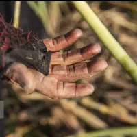 فروش برنج صدری دم زرد واقعی ۳۴۵ تومان