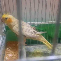 عروس هلندی مرواریدی