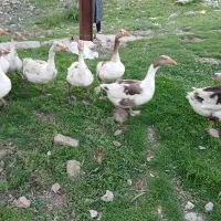 پنج غاز نر و دو عدد ماده