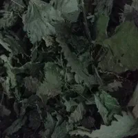 گیاه گزنه