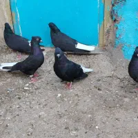 اشعل سوسنگرد