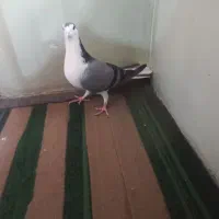 کبوتر سینه دم پاک