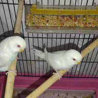 مرغ عشق|پرنده|مسجد سلیمان, |دیوار