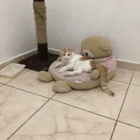 پانسیون گربه