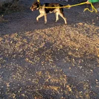 واگذار سگ افغان گله ای|سگ|اردبیل, |دیوار