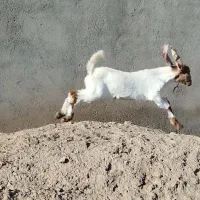 کولار زاییده شیرا