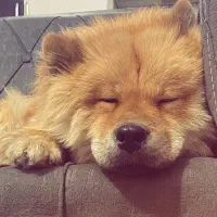سگ چاوچاو