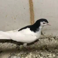 طوقی|پرنده|اسفراین, |دیوار