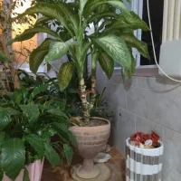 گل دیفن سه شاخ