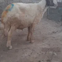 قوچ داشتی فروش