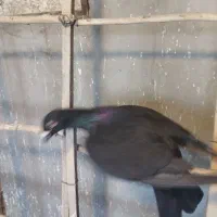 ذیل سیاه ماده