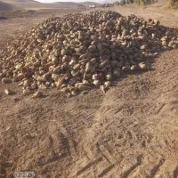 بارچغندربرای کارخانه قندچالان چولان