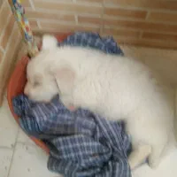 فروش سگ پامر کراس