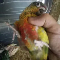 جوجهگرینچکسرلاکیوکوتوله،وکوتولهمولد|پرنده|بروجن, |دیوار