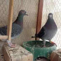 جفت چاپی با جوجه هاش