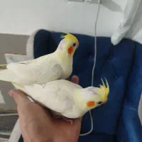 عروس هلندی|پرنده|پیشوا, |دیوار