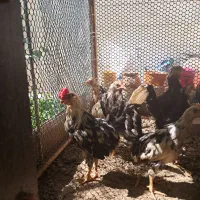 خروس 4 ماهه