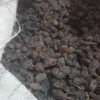 کشمش آفتابی بوانات|خوردنی و آشامیدنی|شیراز, سعدیه شمالی|دیوار