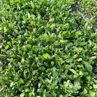 سبز خوردن|خوردنی و آشامیدنی|خان ببین, |دیوار