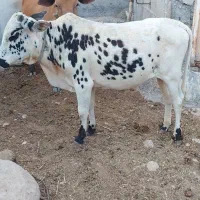 فروش گوساله