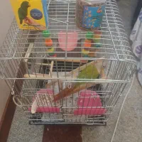 طوطی گرنجیک سخنگو