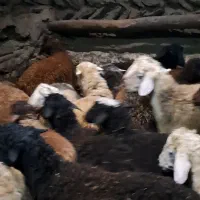 کاور نیروما