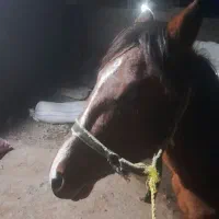 اسب|اسب و تجهیزات اسب‌سواری|چناران, |دیوار