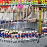 سهره خاکی نر جوجه برج 3