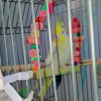 عروس هلندی طوطی برزیلی مرغ عشق|پرنده|چهارباغ, |دیوار