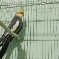 عروس هلندی نر بالغ