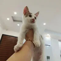 گربه رایگان۳ماهه