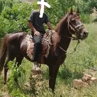 اسب نریون نژاد قره باغ|اسب و تجهیزات اسب‌سواری|تربت جام, میان جام|دیوار