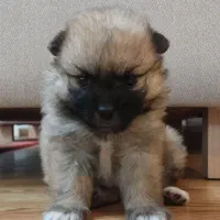 واگذاری سگ پامرانین خرسی