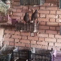 کفتر