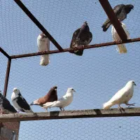 تعداد فروش کبوتر