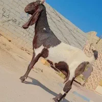 ۲عدد بز مطفل.         بره