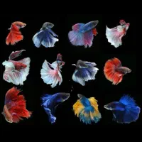 پک تکثیر ماهی فایتر