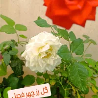 گل رزدوساله، گل یاس، گل کاغذی ، نهال صنوبر|گل و گیاه طبیعی|ایلام, |دیوار